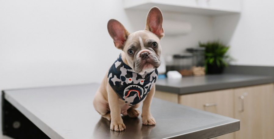 clanek 7 - pece 2026 8